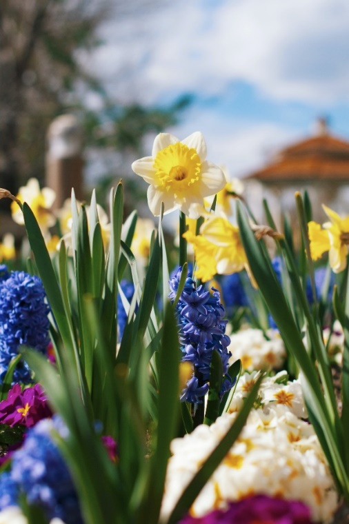 A field of flowers