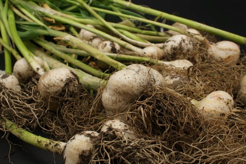 Freshly harvested garlic with roots