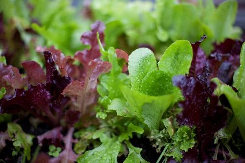 The Potager Gardener